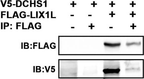 Identification of DCHS1-LIX1L-SEPT9 (DLS) protein complex. (A) Yeast two-hybrid (Y2H) screen using cytoplasmic tail (A.A. 2962–3191) of Dachsous Cadherin Related-1 (DCHS1) as bait reveals Lix1-Like (LIX1L). (B) Y2H with full-length LIX1-Like (LIX1L) identifies DCHS1 and septin-9 (SEPT9) as binding partners. In A and B, confidence scores represent likelihood of an interaction, with A being the highest level of confidence (See Methods for details). (C) Diagram depicting interacting proteins and binding domains. (D) Co-Immunoprecipitation (co-IP) and immunoblotting (IB) analysis with DCHS1-V5 and LIX1L-FLAG transfected in HEK293T cells confirms protein interaction. (E) Co-IP and IB of cVIC protein lysate treated with 10 μg peptide mimicking the LIX1L-SEPT9 binding domain (S9-FWD:5-FAM-YGRKKRRQRRR-Ahx TKWGTIEVENTTHCEFAYLRDLLIRTHMQNIKDIT-Lys(Biotin), S9-REV:5-FAM-YGRKKRRQRRR-Ahx-TIDKINQMHTRILLDRLYAFECHTTNEVEITGWKT-Lys(Biotin)). (F) IB of DCHS1-V5, LIX1L-FLAG and SEPT9-HA co-transfected into HEK293T cells depicts stabilization of DCHS1 protein only in the presence of LIX1L. Image collected and cropped by CiteAb from the following publication (//pubmed.ncbi.nlm.nih.gov/35200715), licensed under a CC-BY license. Not internally tested by R&D Systems.