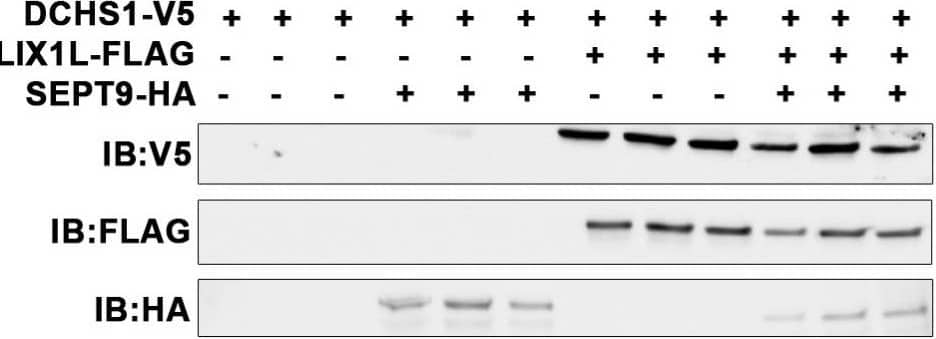 Identification of DCHS1-LIX1L-SEPT9 (DLS) protein complex. (A) Yeast two-hybrid (Y2H) screen using cytoplasmic tail (A.A. 2962–3191) of Dachsous Cadherin Related-1 (DCHS1) as bait reveals Lix1-Like (LIX1L). (B) Y2H with full-length LIX1-Like (LIX1L) identifies DCHS1 and septin-9 (SEPT9) as binding partners. In A and B, confidence scores represent likelihood of an interaction, with A being the highest level of confidence (See Methods for details). (C) Diagram depicting interacting proteins and binding domains. (D) Co-Immunoprecipitation (co-IP) and immunoblotting (IB) analysis with DCHS1-V5 and LIX1L-FLAG transfected in HEK293T cells confirms protein interaction. (E) Co-IP and IB of cVIC protein lysate treated with 10 μg peptide mimicking the LIX1L-SEPT9 binding domain (S9-FWD:5-FAM-YGRKKRRQRRR-Ahx TKWGTIEVENTTHCEFAYLRDLLIRTHMQNIKDIT-Lys(Biotin), S9-REV:5-FAM-YGRKKRRQRRR-Ahx-TIDKINQMHTRILLDRLYAFECHTTNEVEITGWKT-Lys(Biotin)). (F) IB of DCHS1-V5, LIX1L-FLAG and SEPT9-HA co-transfected into HEK293T cells depicts stabilization of DCHS1 protein only in the presence of LIX1L. Image collected and cropped by CiteAb from the following publication (//pubmed.ncbi.nlm.nih.gov/35200715), licensed under a CC-BY license. Not internally tested by R&D Systems.