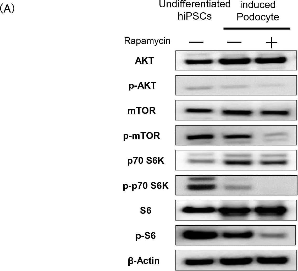 Western Blot beta-Actin Antibody (937215) [Unconjugated]