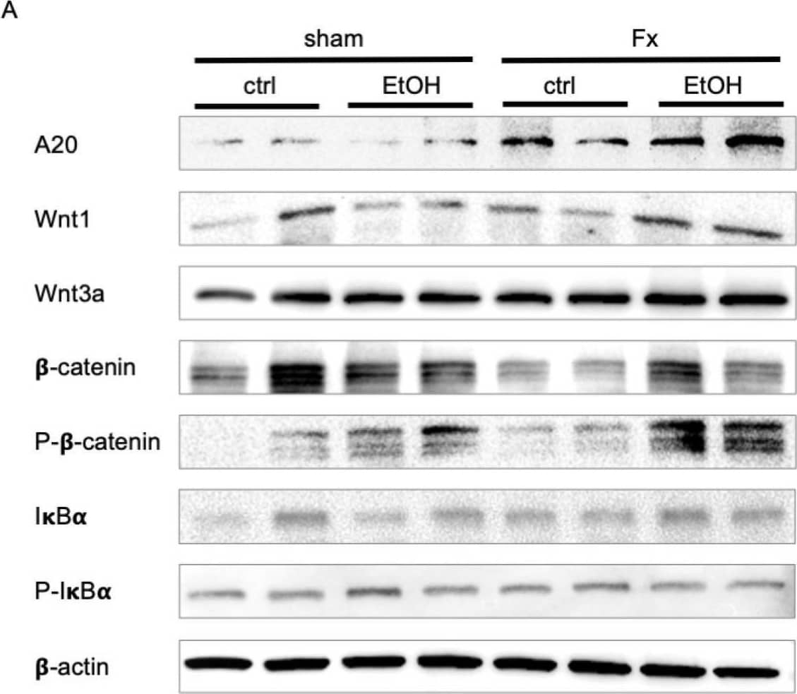 Western Blot beta-Actin Antibody (937215) [Unconjugated]