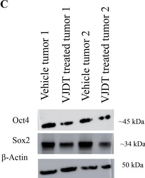 Western Blot beta-Actin Antibody (937215) [Unconjugated]