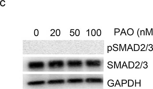 PAO-induced production of IL-33 in primary human airway epithelial cells. BEAS-2B cells were treated with PAO (0, 20, 50, 100 nM) for 24 h. (a, b) Immunoblot and quantitative analysis for the expression of IL-33. (c) Representative immunoblot (d) quantitative analysis for the expression of pSMAD2/3, SMAD2/3, and GAPDH. Experiments were conducted in triplicate. Data are presented as mean ± SEM, *P < 0.05, ANOVA, as compared control (vehicle) to PAO-treated cells. Image collected and cropped by CiteAb from the following open publication (//pubmed.ncbi.nlm.nih.gov/40195488), licensed under a CC-BY license. Not internally tested by R&D Systems.