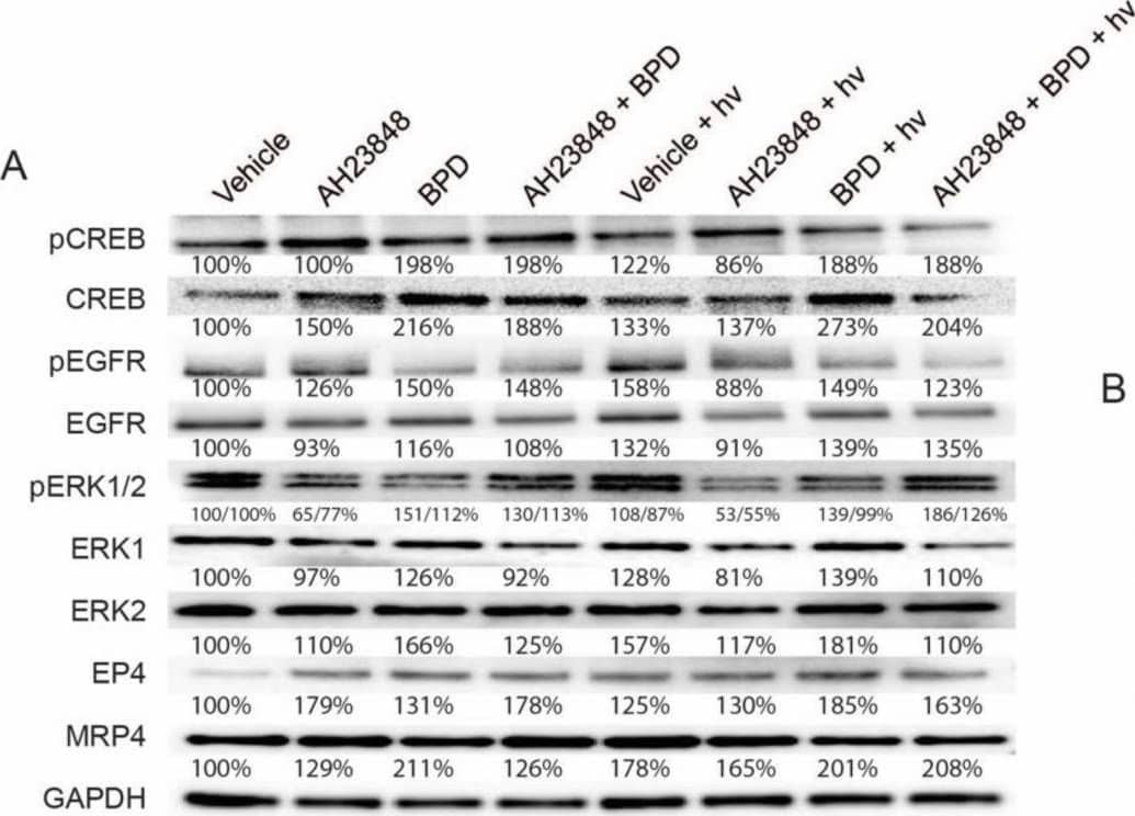 Western blot analysis of p-CREB, CREB, p-EGFR, EGFR, p-ERK1/2, ERK1, ERK2, EP4, and MRP4 in OVCAR-5 cells. Cells were treated with the indicated agents for 24 h, then light-activated (0.1 J/cm2, 10 mW/cm2) or maintained in dark conditions. After 24 h, cells were agonized with EGF (50 ng/mL) and PGE2 (1 µM) for 10 min, then whole extracts were collected and analyzed using Western blot. (A) Representative Western blot images and (B–K) relative densitometric bar graphs of phosphorylated and total proteins were shown. Results are normalized to the vehicle control group. Statistical analysis was performed using a one-way ANOVA and post hoc Tukey’s test. Percentages below each band represent the average change in intensity relative to the vehicle control across all experiments. For pERK1 and pERK2 bands, the first number corresponds to pERK1, and the second number corresponds to pERK2. Error bars represent the standard error of the mean. * p ≤ 0.05; ns: nonsignificant. Original western blot images (Supplementary Figure S4). Image collected and cropped by CiteAb from the following open publication (//pubmed.ncbi.nlm.nih.gov/34771424), licensed under a CC-BY license. Not internally tested by R&D Systems.