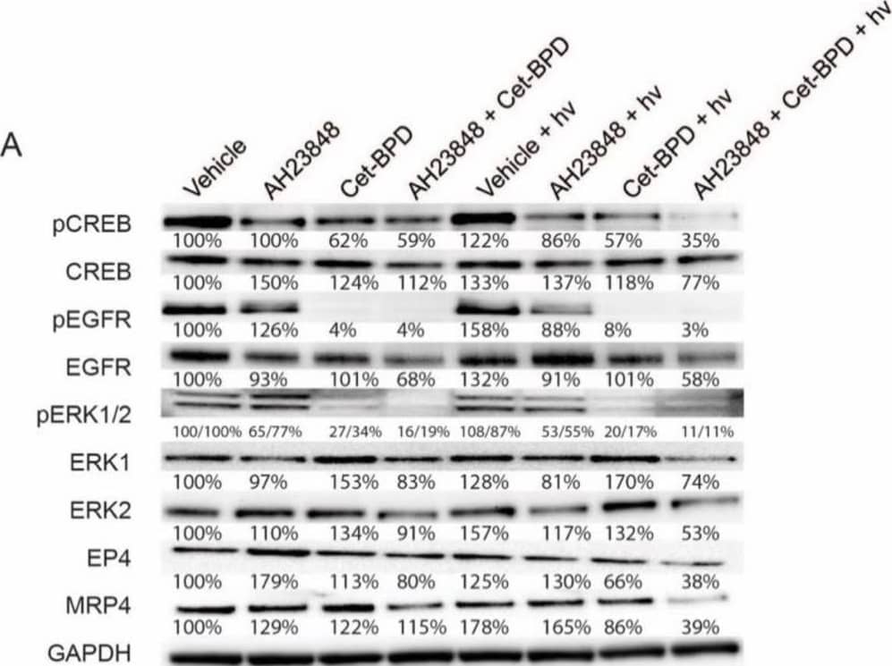 Western blot analysis of p-CREB, CREB, p-EGFR, EGFR, p-ERK1/2, ERK1, ERK2, EP4, and MRP4 in OVCAR-5 cells. Cells were treated with the indicated agents for 24 h, then light-activated (0.1 J/cm2, 10 mW/cm2) or maintained in dark conditions. After 24 h, cells were agonized with EGF (50 ng/mL) and PGE2 (1 µM) for 10 min, then whole extracts were collected and analyzed using Western blot. (A) Representative Western blot images and (B–K) relative densitometric bar graphs of phosphorylated and total proteins were shown. Results are normalized to the vehicle control group. Statistical analysis was performed using a one-way ANOVA and post hoc Tukey’s test. Percentages below each band represent the average change in intensity relative to the vehicle control across all experiments. For pERK1 and pERK2 bands, the first number corresponds to pERK1, and the second number corresponds to pERK2. Error bars represent the standard error of the mean. * p ≤ 0.05; ** p ≤ 0.01; ns: nonsignificant. Original western blot images (Supplementary Figure S5). Image collected and cropped by CiteAb from the following open publication (//pubmed.ncbi.nlm.nih.gov/34771424), licensed under a CC-BY license. Not internally tested by R&D Systems.
