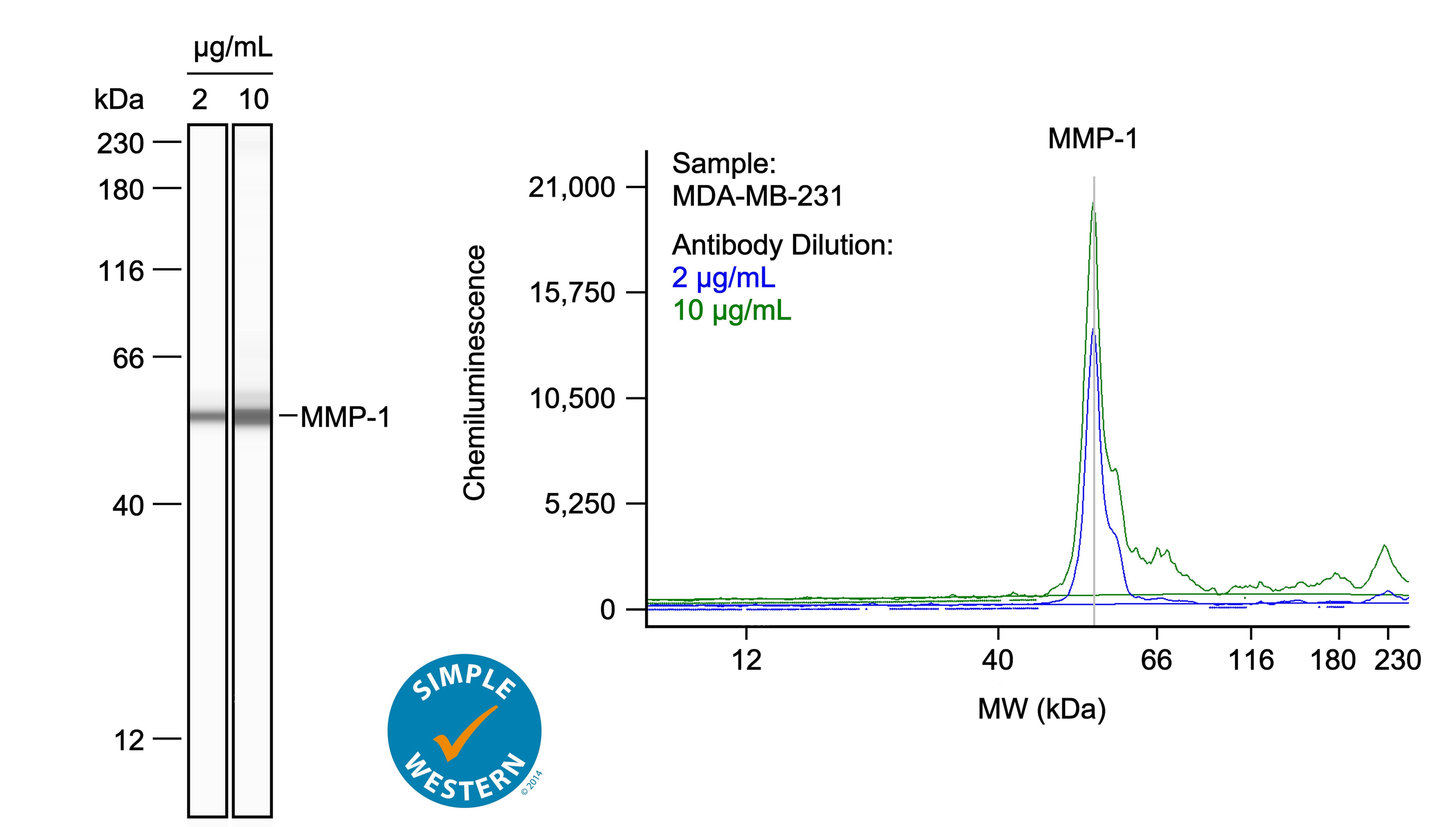 Left: Simple Western lane view shows lysates of MDA‑MB‑231 human breast cancer cell line, loaded at 0.1 mg/ml. A specific band was detected for MMP‑1 at approximately 55 kDa (as indicated) using both 2 µg/ml and 10 µg/ml of Goat Anti-Human MMP‑1 Monoclonal Antibody (Catalog # MAB9011) followed by HRP-conjugated Donkey Anti-Goat Secondary Antibody (Catalog # 043-522-2). This experiment was conducted under reducing conditions and using the 12-230kDa separation system. Right: Simple Western electropherogram showing the same Goat Anti-Human MMP‑1 Monoclonal Antibody (Catalog # MAB9011) tested at 2 µg/ml (blue line) and 10 µg/ml (green line) in the MDA‑MB‑231 human breast cancer cell line.
