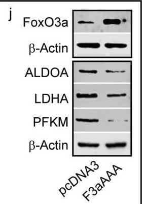 Western Blot Lactate Dehydrogenase A/LDHA Antibody (2066C) [Unconjugated]