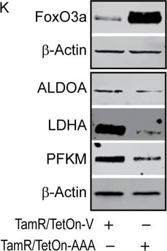 Western Blot Lactate Dehydrogenase A/LDHA Antibody (2066C) [Unconjugated]