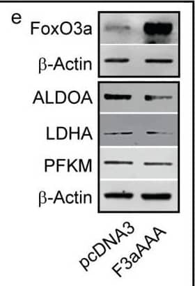 Western Blot Lactate Dehydrogenase A/LDHA Antibody (2066C) [Unconjugated]