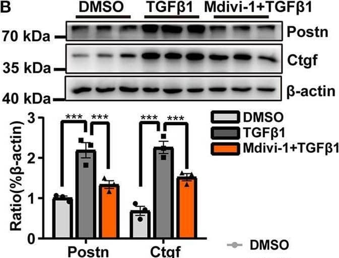 The inhibition of TGF-beta 1-induced mitochondrial fission abolished cardiac fibroblasts (CF) activation. (A)  alpha -SMA immunofluorescence staining and semi-quantitative analysis. (B) The expression of the markers of CF activation, Postn and Ctgf, was measured by immunoblotting. EdU and vimentin staining (C) and an MTS assay (D) were used to observe CF proliferation. (E) Gelatin zymography was used to measure MMP-2 and MMP-9 activities. (F) The activity of lysyl oxidase (LOX) was used as an indicator of extracellular matrix (ECM) deposition. (G) Immunoblot of ECM-related proteins, with quantification, following TGF-beta 1 plus mdivi-1 cotreatment. (H) A wound healing assay was employed to evaluate CF migration. Data are shown as mean ± standard error of the mean (n = 3 independent cell isolations per group). Means were compared using one-way ANOVA, followed by the Student–Newman–Keuls (SNK) post hoc test. *P < 0.05; **P < 0.01; ***P < 0.001. Image collected and cropped by CiteAb from the following open publication (//pubmed.ncbi.nlm.nih.gov/33585469), licensed under a CC-BY license. Not internally tested by R&D Systems.