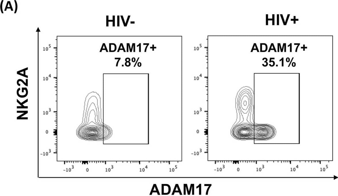 PLWH exhibited upregulated ADAM17 expression mediating CD16 downregulation.(A, B, C) PBMC from HIV-1-uninfected people (n = 5), and PLWH with (n = 6) or without ART (n = 5) were thawed and stained, and the percentages of ADAM17+ NK cells were calculated. (A) Representative flow plots from NK cells in healthy donors and PLWH are shown. (B) Summary boxplots for %ADAM17+ NK cells for total NK cells among groups were shown. (C) %ADAM17+ NK cells for total, CD56-CD16+ and CD56dim NK cells from PLWH (n = 11) were summarized in boxplot. (D, E) PBMC from PLWH with or without ART were cultured in the presence or absence of human IgG1 isotype, ADAM17-blocking antibody (aADAM17), or TAPI-1 (n = 11, respectively). Following overnight incubation, the percentages of CD16+ cells from live CD3-CD14-CD20- cells were calculated by flow cytometry. (D) Representative flow plots for live CD3-CD14-CD20- cells were depicted. (E) Shown were the summary boxplots for %CD16+ cells from CD3-CD14-CD20- cells where individual dots depict each subject (n = 5). (*; p<0.05, **; p<0.01). Image collected and cropped by CiteAb from the following open publication (//pubmed.ncbi.nlm.nih.gov/37669308), licensed under a CC-BY license. Not internally tested by R&D Systems.