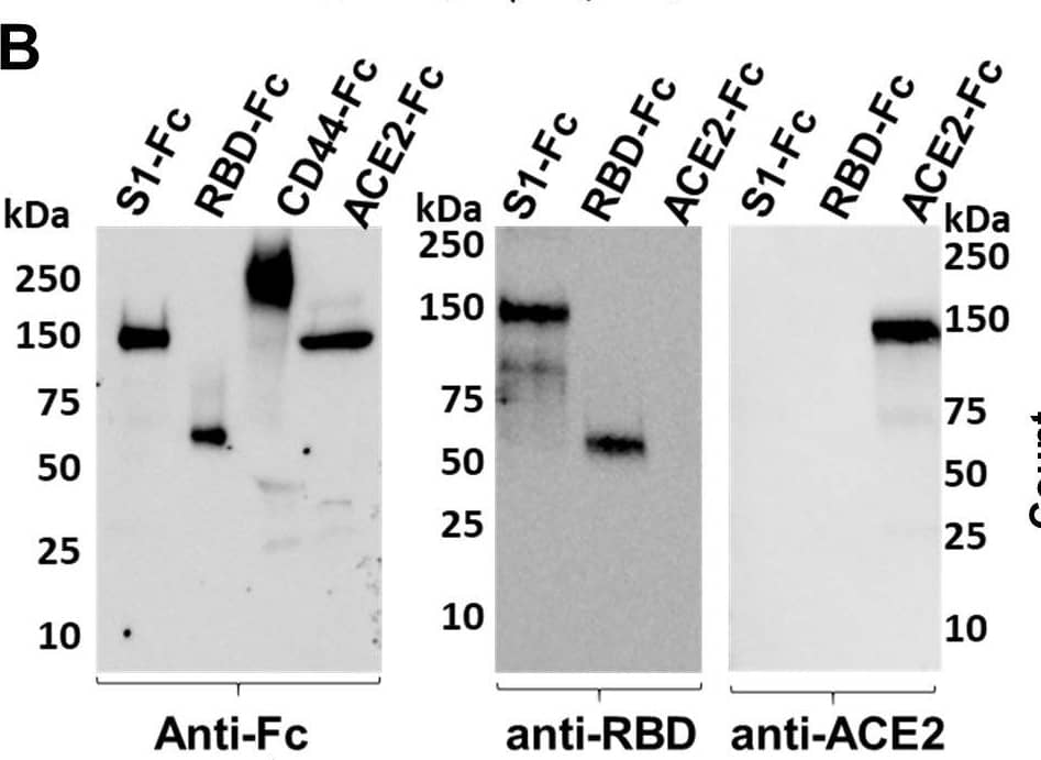 Sialic acid has modest effect on Spike binding and viral entry. (B) Western blot for purified Fc-proteins from HEK293T probed with anti-Fc, anti-RBD or anti-ACE2 Ab. CD44-Fc is positive control. Image collected and cropped by CiteAb from the following publication (//pubmed.ncbi.nlm.nih.gov/33103998), licensed under a CC-BY license. Not internally tested by R&D Systems.