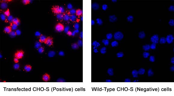 Irisin/FNDC5 was detected in immersion fixed CHO-S Transfected (Positive) and CHO-S Wild Type (Negative) Cells using Mouse Anti-Human Irisin/FNDC5 Monoclonal Antibody (Catalog # MAB94201) at 8 µg/mL for 3 hours at room temperature. Cells were stained using the NorthernLights™ 557-conjugated Anti-Mouse IgG Secondary Antibody (red; Catalog # NL007) and counterstained with DAPI (blue). Specific staining was localized to cytoplasm. View our protocol for Fluorescent ICC Staining of Cells on Coverslips.