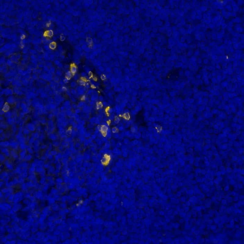 IgM was detected in immersion fixed paraffin-embedded sections of human tonsil using Rabbit Anti-Human IgM, Monoclonal Antibody (Catalog #MAB9435) at 0.2ug/mL at 37° Celsius for 4 minutes. Before incubation with the primary antibody, tissue underwent an all-in-one dewaxing and antigen retrieval preprocessing using PreTreatment Module (PT Module)and Dewax and HIER Buffer H (pH 9; Epredia Catalog #TA-999-DHBH). Tissue was stained using the Alexa Fluor™ Plus 555 Goat anti-Rabbit IgG Secondary Antibody at 1:100 at 37 ° Celsius for 2 minutes. (Yellow; Lunaphore Catalog # DR555RB) and counterstained with DAPI (blue; Lunaphore Catalog # DR100). Specific staining was localized to the membrane. Protocol available in COMET™ Panel Builder.