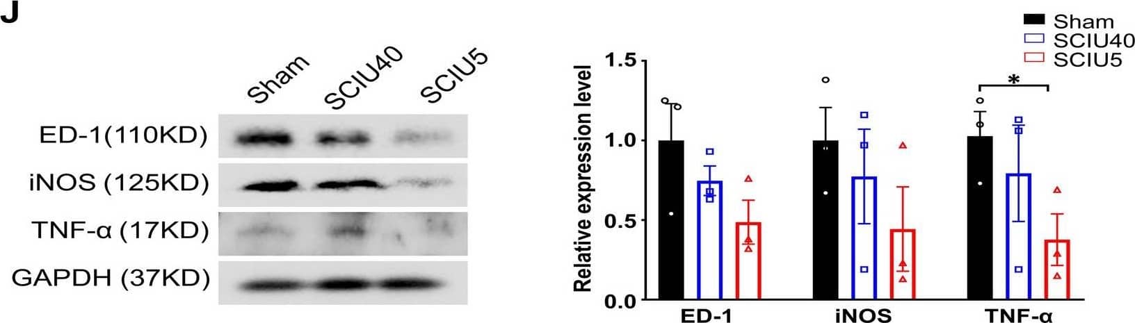 Ultrasound (US) stimulation reduces ED-1, iNOS, and TNF-alpha  expression in the acute spinal cord injury (SCI) phase. (A–C) ED-1 (macrophage/microglia, green) and iNOS (inducible nitric oxide synthase, red) were evaluated in the sham (A), SCIU40 (B), and SCIU5 (c) experimental groups at 7 days post-SCI (five sections per rat, n = 3). (D–F) Cross-sections were counterstained with anti-TNF-alpha  (red) and ED-1 (green) antibodies (five sections per rat, n = 3). (G–I) Quantification of fluorescence intensity of ED-1, iNOS, and TNF-alpha . Two-way ANOVA with Turkey's test for multiple comparisons was used for analyses. *P < 0.05, ****P < 0.0001 compared with the sham control, #P < 0.05, ###P < 0.001, ####P < 0.0001 compared with the SCIU5-treated group. (J) Representative western blotting results for ED-1, iNOS, TNF-alpha , and GAPDH at 7 days post-SCI (Lane 1, sham; lane 2, SCIU40; lane 3, SCIU5;). Relative expression levels of ED-1, iNOS, and TNF-alpha  were calculated after normalization to the level of GAPDH. Full-length blots are presented in Supplementary Fig. 8. Data are presented as means ± SEM. Two-tailed Student’s t-tests were used for comparison. *P < 0.05 compared with the sham control. Image collected and cropped by CiteAb from the following open publication (//pubmed.ncbi.nlm.nih.gov/35256617), licensed under a CC-BY license. Not internally tested by R&D Systems.