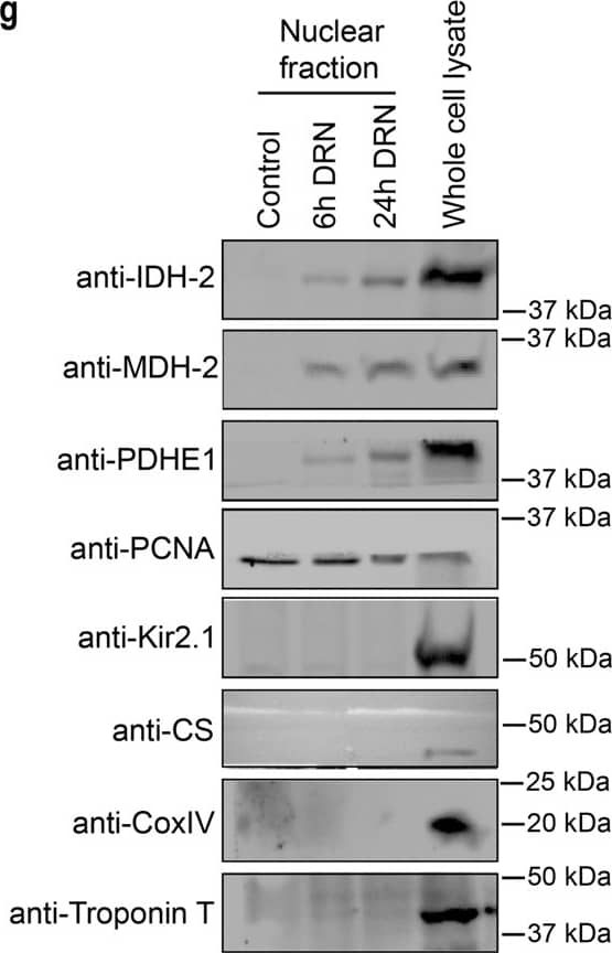 Western Blot Kir2.1 Antibody (2153C) [Unconjugated]