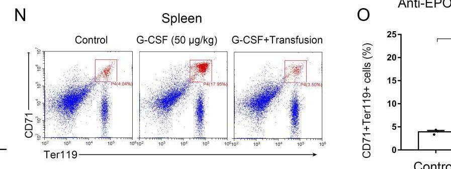 EPO mediates G-CSF–induced splenic erythropoiesis. (N) Representative flow cytometric plots of CD71+Ter119+ cells in the spleens. Image collected and cropped by CiteAb from the following open publication (//pubmed.ncbi.nlm.nih.gov/33234677), licensed under a CC-BY license. Not internally tested by R&D Systems.