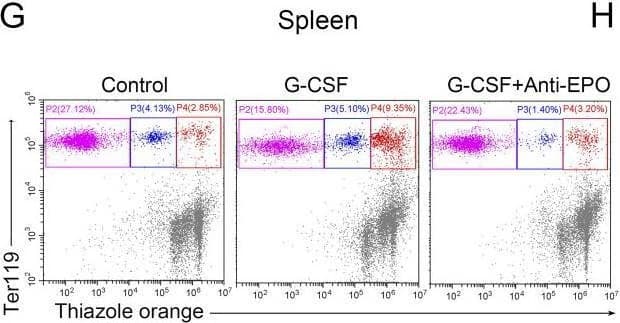 EPO mediates G-CSF–induced splenic erythropoiesis.(G) Representative flow cytometric plots of Ter119-APC and thiazole orange-stained splenocytes from control mice, G-CSF–treated mice, and G-CSF–treated mice with anti-EPO treatment. (H) Flow cytometric quantification of reticulocytes (Ter119+ Thiazole orange+) in the spleens from different treatment groups. Image collected and cropped by CiteAb from the following open publication (//pubmed.ncbi.nlm.nih.gov/33234677), licensed under a CC-BY license. Not internally tested by R&D Systems.