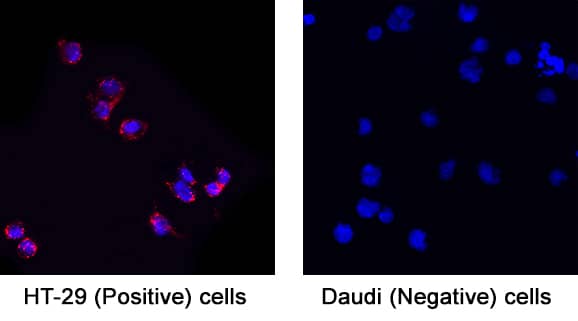 Immunocytochemistry EpCAM/TROP1 Antibody (158210) [Unconjugated]