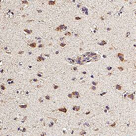 Adropin was detected in Immersion fixed paraffin-embedded sections of human brain cortex using Mouse Anti-Human/Mouse Adropin Monoclonal Antibody (Catalog # MAB9690) at 15 &micro;g/mL for 1 hour at room temperature followed by incubation with the Anti-Mouse IgG VisUCyte&trade; HRP Polymer Antibody (Catalog # VC001). Before incubation with the primary antibody, tissue was subjected to heat-induced epitope retrieval using Antigen Retrieval Reagent-Basic (Catalog # CTS013). Tissue was stained using DAB (brown) and counterstained with hematoxylin (blue). Specific staining was localized to neuronal cell bodies and processes.