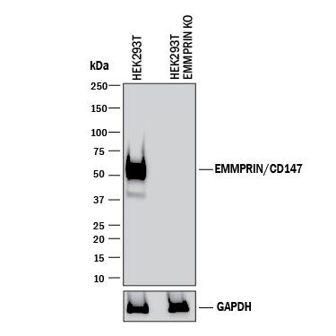<b>Genetic Strategies Validation. </b>Western blot shows lysates of HEK293T human embryonic kidney cell line and human EMMPRIN knockout HEK293T human embryonic kidney cell line (KO). PVDF membrane was probed with 2 µg/mL of Mouse Anti-Human EMMPRIN/CD147 Monoclonal Antibody (Catalog # MAB9721) followed by HRP-conjugated Anti-Mouse IgG Secondary Antibody (HAF018). A specific band was detected for EMMPRIN/CD147 at approximately 45-60 kDa (as indicated) in the parental cell line, but is not detectable in knockout cell line. GAPDH (MAB5718) is shown as a loading control. This experiment was conducted under reducing conditions and using Western Blot Buffer Group 1.