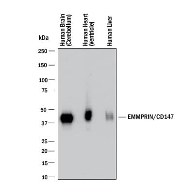 Western blot shows lysates of human brain (cerebellum), human heart (ventricle), and human liver. PVDF membrane was probed with 2 µg/mL of Mouse Anti-Human EMMPRIN/CD147 Monoclonal Antibody (Catalog # MAB9721) followed by HRP-conjugated Anti-Mouse IgG Secondary Antibody (HAF018). A specific band was detected for EMMPRIN/CD147 at approximately 45-60 kDa (as indicated). This experiment was conducted under reducing conditions and using Western Blot Buffer Group 1.