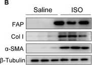 FAP expression is up-regulated in the myocardium of isoproterenol (ISO) mice and in cardiac fibroblasts upon TGF-beta 1 stimulation. (A) Quantitative polymerase chain reaction (qPCR) analysis showing messenger RNA (mRNA) expression levels of Col1 alpha 1, Acta2, and FAP in heart tissue from ISO-treated mice. n = 6. Data are presented as mean ± SEM. **P < 0.01; ****P < 0.0001. (B) Western blotting analysis of Col1 alpha 1,  alpha -smooth muscle actin ( alpha -SMA), and FAP protein expressions in the hearts of mice treated with ISO or saline. (C) Sirius Red staining and immunohistochemical staining for FAP in hearts from ISO-treated mice. (D) mRNA expression levels of Col1 alpha 1, Acta2, and FAP in neonatal rat cardiac fibroblasts (NRCFs) treated with TGF-beta 1 (10 ng/ml) for 24 h, assessed by qPCR. (E) Western blotting analysis of FAP protein expression in NRCFs after TGF-beta 1 treatment. (F) Flow cytometry analysis of FAP protein expression in NRCFs following TGF-beta 1 treatment. (G) Immunofluorescence (IF) analysis of FAP protein expression in NRCFs post-TGF-beta 1 treatment. IHC, immunohistochemical; Col I, type I collagen; PBS, phosphate-buffered saline; Ctrl, control; GAPDH, glyceraldehyde-3-phosphate; DAPI, 4′,6-diamidino-2-phenylindole. Image collected and cropped by CiteAb from the following open publication (//pubmed.ncbi.nlm.nih.gov/40225952), licensed under a CC-BY license. Not internally tested by R&D Systems.