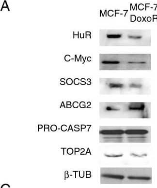 A. Characterization of MCF-7/DoxoR cells. Western blotting on whole cell lysates from parental (MCF-7) and doxorubicin resistant (MCF-7/DoxoR) MCF-7 cells. HuR, c-Myc, Socs3 and TOP2A are down regulated in the MCF-7/DoxoR cells in comparison with the parental, ABCG2 is up regulated. Caspase 7 expression level is not affected. Beta tubulin is the loading control. B. Characterization of MDA-MB-231/DoxoR and SK/NOdoxoR cells. Western blotting on whole cell lysates from parental (MDA-MB-231, SK) and doxo resistant (MDA/DoxoR) and doxo exposed (SK/NOdoxoR) cells. HuR and TOP2A are down regulated in the MDA-MB-231/DoxoR cells. Beta tubulin is the loading control. Protein quantification measured by densitometric analyses on three independent western blots. * p-value < 0.05 with respect to starved conditions. C. HuR does not translocate from the nucleus to the cytosol after doxorubicin treatment in MCF-7/DoxoR cells. Immunofluorescence (HuR in green, counterstaining DAPI in blue) on MCF-7 cells starved for 24 h and treated at increasing doxo concentration (from 1 to 50 μM) for 4 h. Quantification of HuR cytoplasmic translocation measured on immunofluorescence images by calculating the ratio of intensity signal in the nucleus and in the cytoplasm. D. An average of 300 cells for each experimental conditions were used. Z-score below zero indicates nuclear localization, above zero cytoplasmic localization. Quantification of HuR protein translocation after 10 μM doxo for 4 h measured by densitometric analyses on three independent western blots. E. Quantification of total HuR protein measured by densitometric analyses on three independent western blots. No change was observed neither in protein amount nor in protein translocation during doxo treatment. Image collected and cropped by CiteAb from the following open publication (//pubmed.ncbi.nlm.nih.gov/22436134), licensed under a CC-BY license. Not internally tested by R&D Systems.