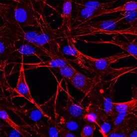 ABCG2 was detected in immersion fixed A549 human lung carcinoma cell line using Mouse Anti-Human ABCG2 Monoclonal Antibody (Catalog # MAB995) at 8 &micro;g/mL for 3 hours at room temperature. Cells were stained using the NorthernLights&trade; 557-conjugated Anti-Mouse IgG Secondary Antibody (red; Catalog # NL007) and counterstained with DAPI (blue). Specific staining was localized to plasma membrane. View our protocol for Fluorescent ICC Staining of Non-adherent Cells.