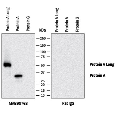Western blot shows recombinant Protein A Long, Protein A, Protein G (neg). PVDF membrane was probed with 2 µg/mL of Rat Anti-Protein A Monoclonal Antibody (Catalog # MAB99763) (Left) or an irrelevant Rat IgG (Right) followed by HRP-conjugated Anti-Rat IgG Secondary Antibody (Catalog # HAF005). A specific band was detected for Protein A at approximately 55, 33 kDa (as indicated) only with MAB99763. This experiment was conducted under reducing conditions and using Western Blot Buffer Group 1.