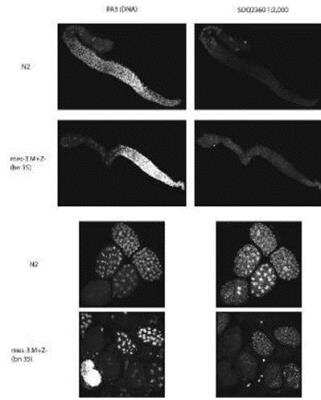 Immunocytochemistry/Immunofluorescence: mes-3 Antibody [38580002] - This image is specific to animal number SDQ2360 dilution: 1:2,000 of 0.5 mg/ml stock