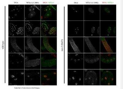 Immunocytochemistry/Immunofluorescence: mes-3 Antibody [49100002] - This image is specific to animal number SDQ4065 1:2000 of 0.5 mg/ml stock