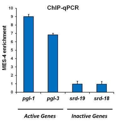 Chromatin Immunoprecipitation: mes-4 Antibody [29400002] - MES-4 ChIP-qPCR using L4 C. elegans Chromatin Extract. Image from confirmed customer review.