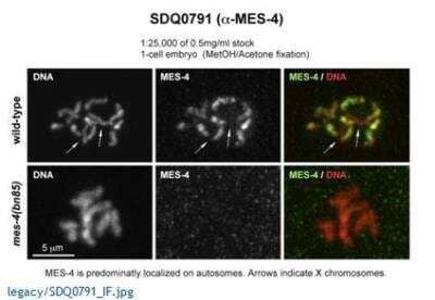 Immunocytochemistry/Immunofluorescence: mes-4 Antibody [29400002] - This image is specific to animal number SDQ0791 1:25,000-50,000 of 0.5 mg/ml stock 1:50000 Affinity Purified [AD]