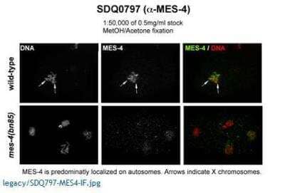 Immunocytochemistry/Immunofluorescence: mes-4 Antibody [29400002] - This image is specific to animal number SDQ0797