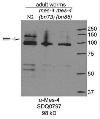 Western Blot: mes-4 Antibody [29400002] - This image is specific to animal number SDQ0797