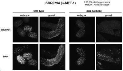 Immunocytochemistry/Immunofluorescence: met-1 Antibody [29420002] - This image is specific to animal number SDQ0794 In met-1(n4337): 1:50,000 of 0.5 mg/ml stock, 1:50000 Affinity Purified (*Weak) [AD]