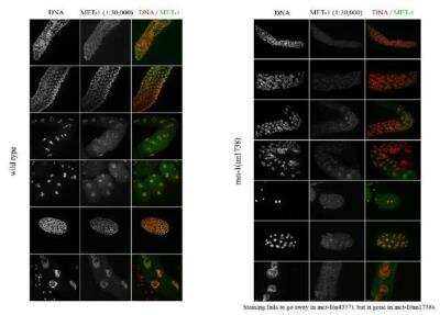 Immunocytochemistry/Immunofluorescence: met-1 Antibody [29420002] - This image is specific to animal number SDQ0794 In met-1(tm1738): 1:30,000 of 0.5 mg/ml stock