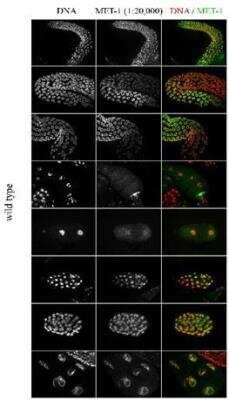 Immunocytochemistry/Immunofluorescence: met-1 Antibody [41800002] - This image is specific to animal number SDQ2939 Dilution: 1:20,000 of 0.5 mg/ml stock