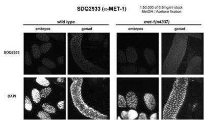 Immunocytochemistry/Immunofluorescence: met-1 Antibody [41800002] - This image is specific to animal number SDQ2933  In met-1(n4337):  1:50000 of 0.5 mg/ml stock