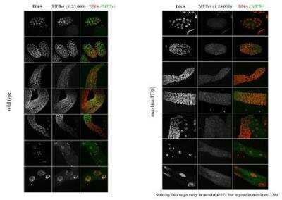 Immunocytochemistry/Immunofluorescence: met-1 Antibody [41800002] - This image is specific to animal number SDQ2933 In met-1(tm1738):  1:25,000 of 0.5 mg/ml stock