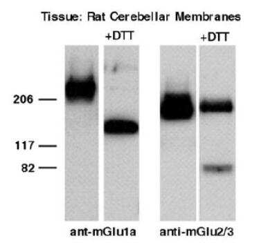 Western Blot: metabotropic Glutamate Receptor 2/3 Antibody [NBP2-21064] - Rat brain shows bands migrating at Mr=100,000 and 190,000 which may be a dimer of the smaller band.