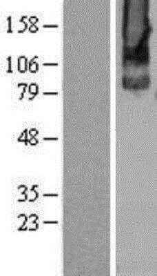 Western Blot: metabotropic Glutamate Receptor 2 Overexpression Lysate (Adult Normal) [NBL1-11347] - Left - Empty vector transfected control cell lysate (HEK293 cell lysate); Right - Over-expression Lysate for metabotropic Glutamate Receptor 2.