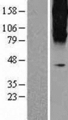 Western Blot mGluR3 Overexpression Lysate