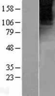 Western Blot: metabotropic Glutamate Receptor 4 Overexpression Lysate (Adult Normal) [NBL1-11349] Left-Empty vector transfected control cell lysate (HEK293 cell lysate); Right -Over-expression Lysate for metabotropic Glutamate Receptor 4.