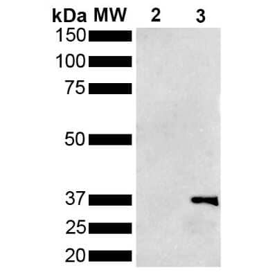 Western Blot metallothionein Antibody (1F5) - BSA Free