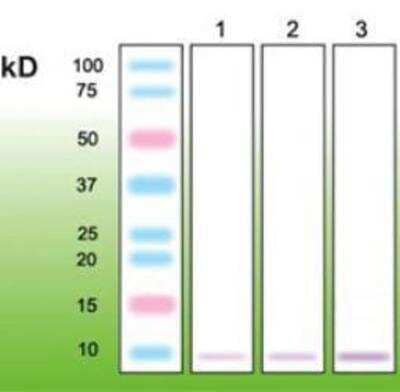 Western Blot metallothionein Antibody (N11-G)