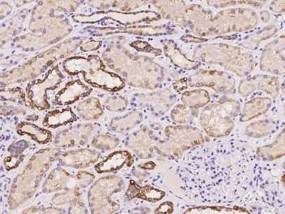 Immunohistochemistry-Paraffin: methyltransferase like 9 Antibody [NBP2-98039] - Immunochemical staining of human methyltransferase like 9 in human kidney with rabbit polyclonal antibody at 1:100 dilution, formalin-fixed paraffin embedded sections.