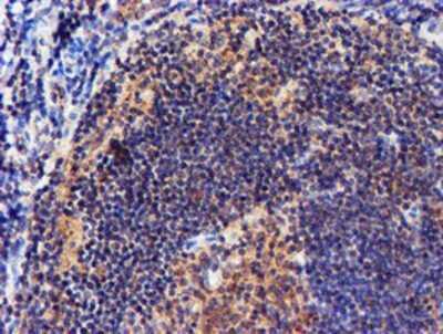 Immunohistochemistry: midA Antibody (OTI4A5) - Azide and BSA Free [NBP2-72681] - Staining of paraffin-embedded Human tonsil using anti-midA mouse monoclonal antibody.