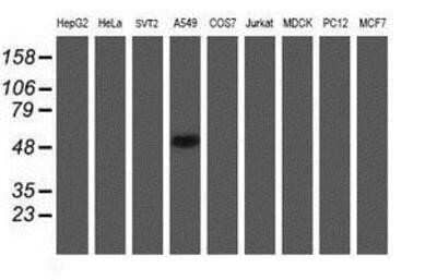 Western Blot: midA Antibody (OTI4A5) - Azide and BSA Free [NBP2-72681] - Analysis of extracts (35ug) from 9 different cell lines by using anti-midA monoclonal antibody.