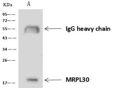 Immunoprecipitation: mitochondrial ribosomal protein L30 Antibody [NBP3-05921] - Lane A:0.5 mg HeLa Whole Cell Lysate4 uL anti-MRPL30 rabbit polyclonal antibody and 60 ug of Immunomagnetic beads Protein A/G.Primary antibody:Anti-MRPL30 rabbit polyclonal antibody,at 1:100 dilution Secondary antibody:Goat Anti-Rabbit IgG (H+L)/HRP at 1/10000 dilutionDeveloped using the ECL technique.Performed under reducing conditions.Predicted band size: 19 kDaObserved band size :19 kDa
